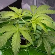 Blueberry Muffin - Humboldt Seed Company