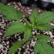 🥊 Banana Purple Punch Auto (Fastbuds)