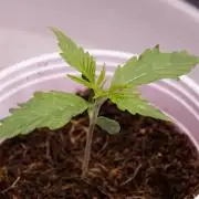 Blueberry Muffin - Humboldt Seed Company