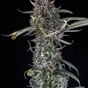 Papaya Cookies from Fastbuds