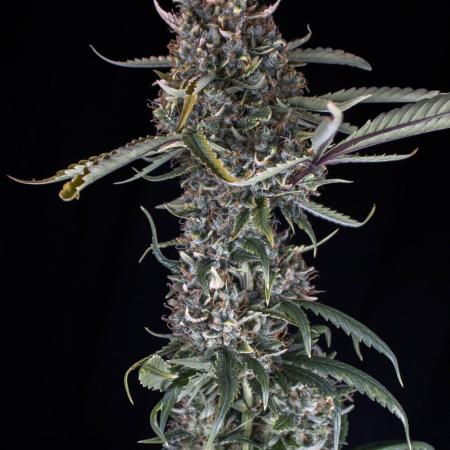 Papaya Cookies from Fastbuds
