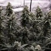 🥊 Banana Purple Punch Auto (Fastbuds)