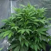 🥊 Banana Purple Punch Auto (Fastbuds)