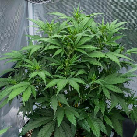 🥊 Banana Purple Punch Auto (Fastbuds)