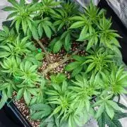 Black Cherry Gushers