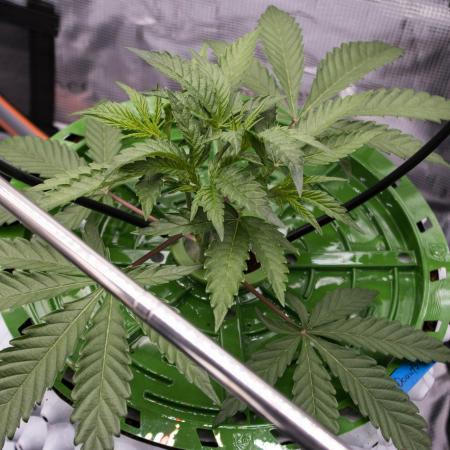 Jelly Donutz by Humboldt Seed Company