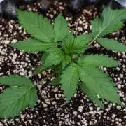 Papaya Cookies from Fastbuds