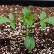 Black Cherry Gushers