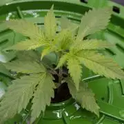 Blueberry Muffin - Humboldt Seed Company