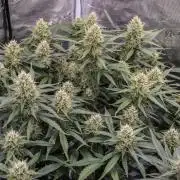 Papaya Cookies from Fastbuds