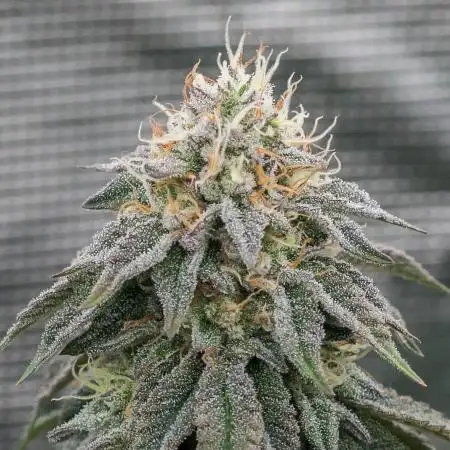 Papaya Frosting
