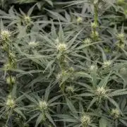 Jet Fuel Gelato Auto by Ganjafarmer