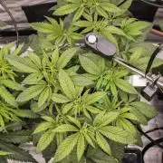 Cherry Bacio - Sensi x Sherbinski
