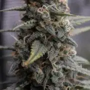 😈 Dark Devil Auto (Sweet Seeds)