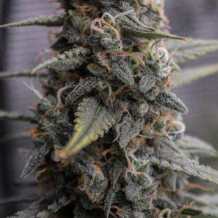 😈 Dark Devil Auto (Sweet Seeds)