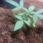 Girl scout cookies 