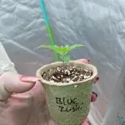 Kushqueens blue zushi