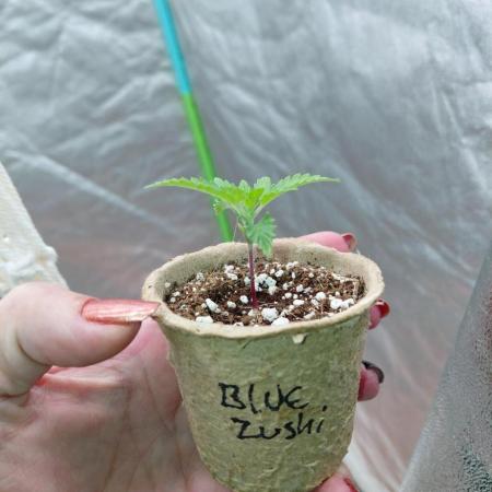 Kushqueens blue zushi