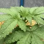 Atlas Seeds Hunt