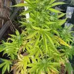 Gorilla Cookie auto