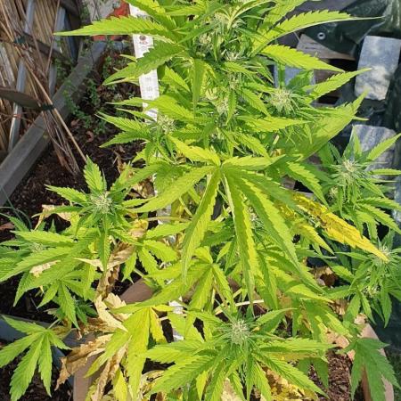 Gorilla Cookie auto