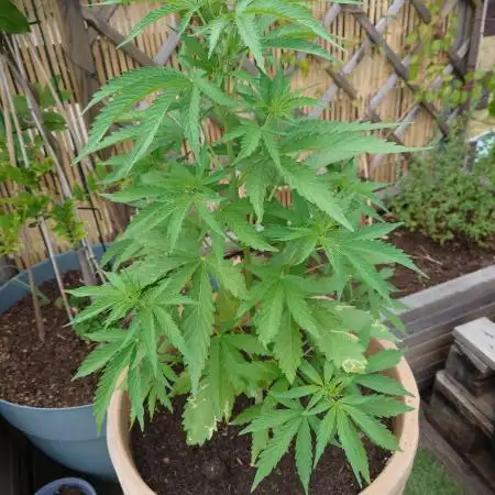 Gorilla Cookie auto