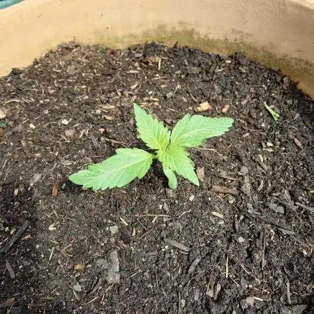 Gorilla Cookie auto