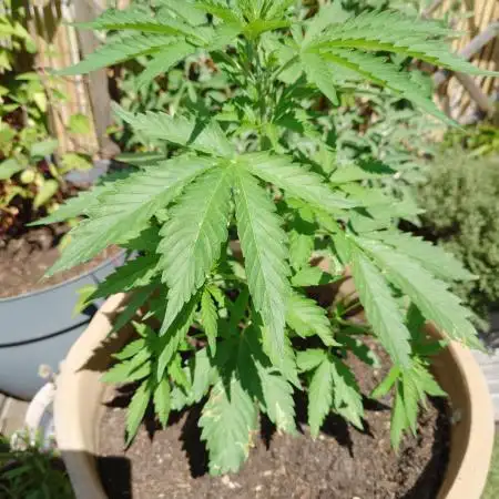 Gorilla Cookie auto
