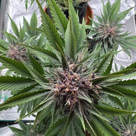 🍋🍒🍪 Big lemonsoda