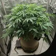 Purple Lemonade