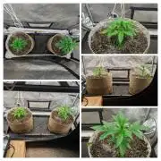 Paloma Go-Time/Growers Love Genetics