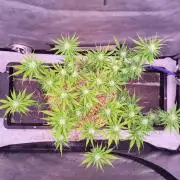 Sensi Seeds Northern Lights Photoperiod