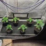 Stickyfoot/Tokinsroots.com