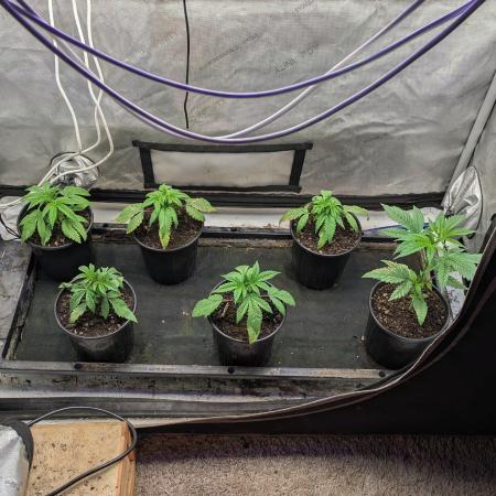 Stickyfoot/Tokinsroots.com