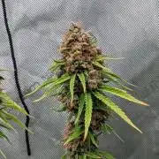 Paloma Go-Time/Growers Love Genetics