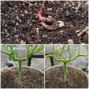 Paloma Go-Time/Growers Love Genetics