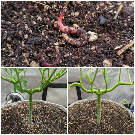 Paloma Go-Time/Growers Love Genetics