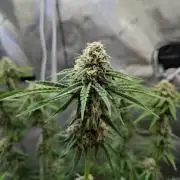 Paloma Go-Time/Growers Love Genetics