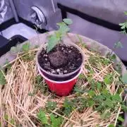 Sensi Seeds Northern Lights Photoperiod