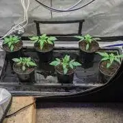 Stickyfoot/Tokinsroots.com
