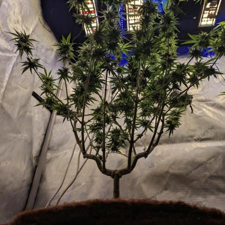 Paloma Go-Time/Growers Love Genetics