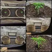 Stickyfoot/Tokinsroots.com