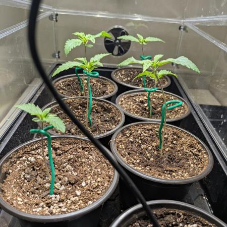 Stickyfoot/Tokinsroots.com