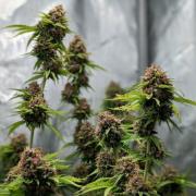 Paloma Go-Time/Growers Love Genetics
