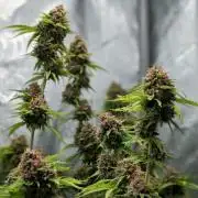 Paloma Go-Time/Growers Love Genetics