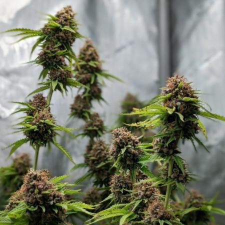 Paloma Go-Time/Growers Love Genetics