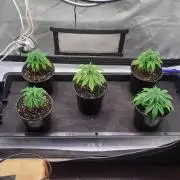 Stickyfoot/Tokinsroots.com