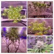 Sensi Seeds Northern Lights Photoperiod