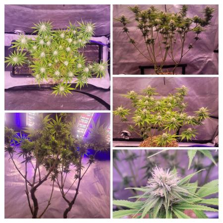 Sensi Seeds Northern Lights Photoperiod