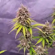 Sensi Seeds Northern Lights Photoperiod